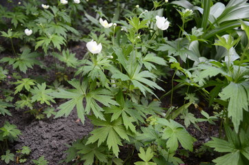 Closeup anemone sylvestris called also snowdrop anemone with blurred background in spring garden.