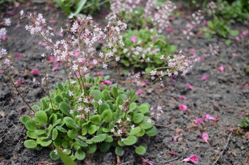 Closeup saxifraga urbium known as London pride with blurred background in garden