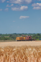 Fototapeta premium Tractors harvest wheat on the field