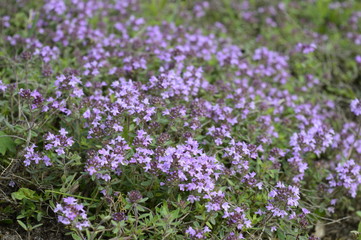 Closeup Thymus kosteleckyanus called also Thymus pannonicus with blurred background in summer meadow