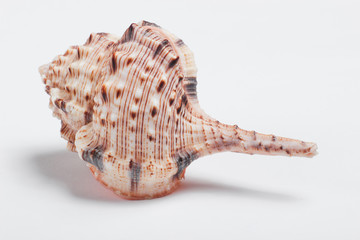 Ocean shell close up on white background