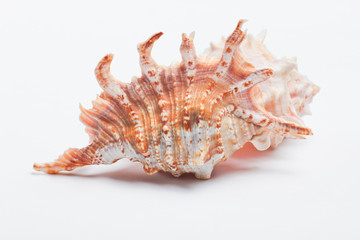 Obraz premium Ocean shell close up on white background