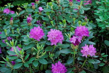 Photo fragment shrub rhododendron with pink flowers and green leaves