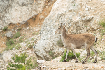 Mountain goat in natural parck Els Ports.