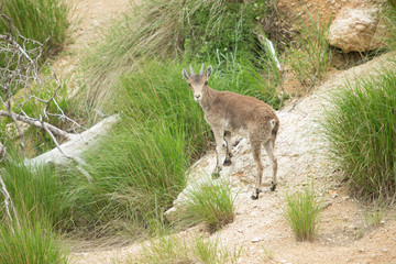 Mountain goat in natural parck Els Ports.