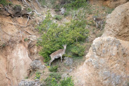 Mountain goat in natural parck Els Ports.