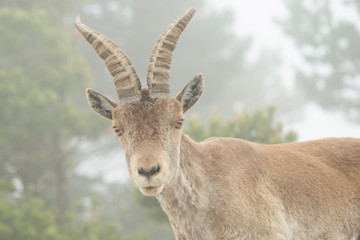 Mountain goat in natural parck Els Ports.