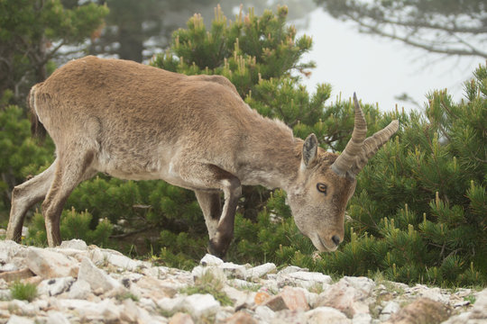 Mountain goat in natural parck Els Ports.