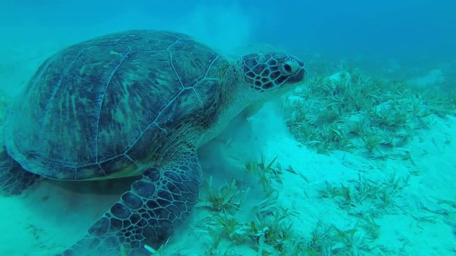 Slow motion - A sea turtle sits on the seabed and eats green sea grass. Green Sea Turtle - Chelonia mydas, Close up, Underwater shots 
