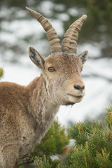 Mountain goat in natural parck Els Ports.