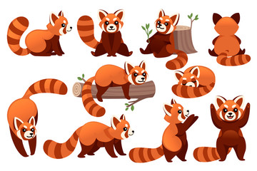 Set of cute adorable red panda in different poses cartoon design animal character flat vector style illustration on white background © Alfmaler
