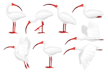 Set of american white ibis flat vector illustration cartoon animal design white bird with red beak on white background side view