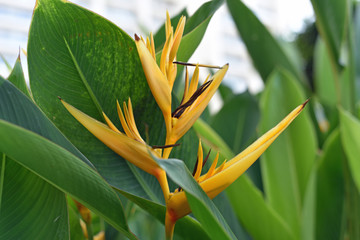 Birds of Paradise