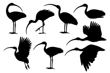 Naklejka premium Black silhouette set of american white ibis flat vector illustration cartoon animal design white bird with red beak on white background side view