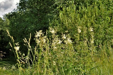 grass in the Russian forest