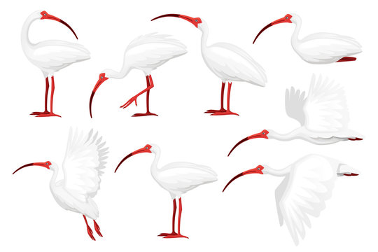 Set of american white ibis flat vector illustration cartoon animal design white bird with red beak on white background side view