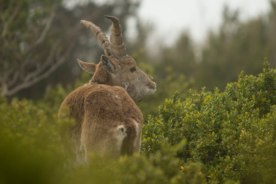 Mountain goat in natural parck Els Ports.