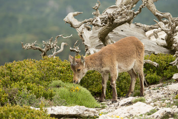 Obraz premium Mountain goat in natural parck Els Ports.
