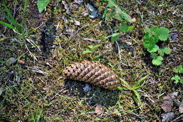 cone