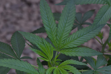 Jager Green Cannabis Leaf