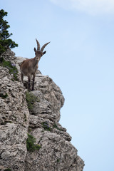 Mountain goat in natural parck Els Ports.