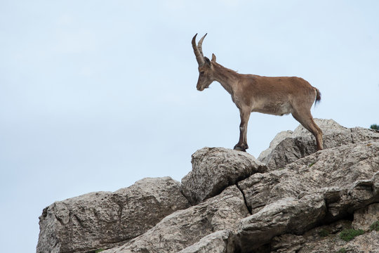 Mountain goat in natural parck Els Ports.