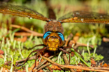 Beautiful dragonfly with blue eyes. Macro