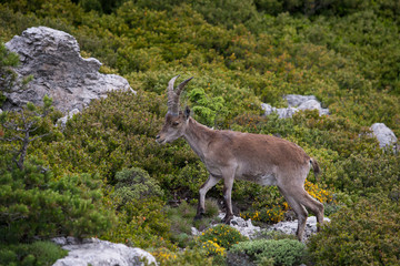 Mountain goat in natural parck Els Ports.