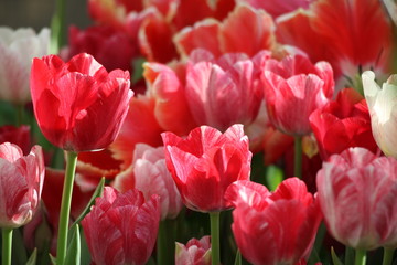 Fototapeta premium flower