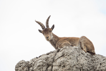 Mountain goat in natural parck Els Ports.