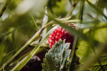 closeup of strawberry
