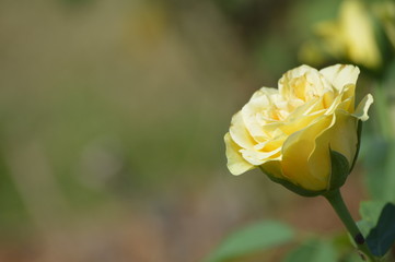 Thomasville rose garden 0291