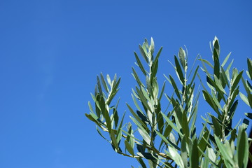 Olivenbaum - Olivenzweige - Palmzweige vor blauen Himmel