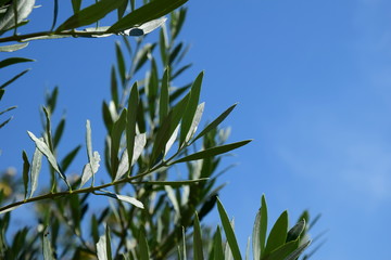 Olivenzweig - Olivenbaum - freigestellt vor blauen Himmel