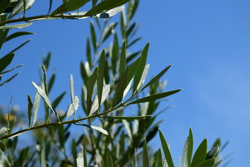 Olivenbaum - Olivenzweige - Palmzweige vor blauen Himmel