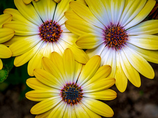 Daisys