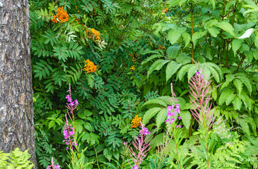 Dense forest green bushes with clusters of berries near the tree trunk