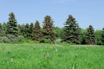 A green glade overgrown with thick green grass and flowers and a number of adult firs sprinkled with cones