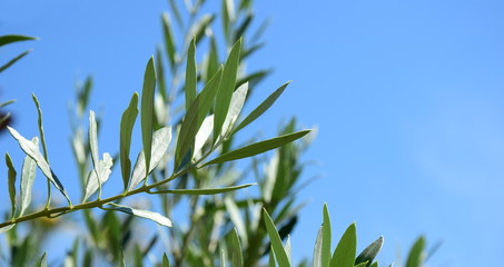 Olivenzweige - Ast eines Olivenbaumes