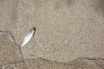 Little fish on sand at beach.  Waves threw fish on the sea coast