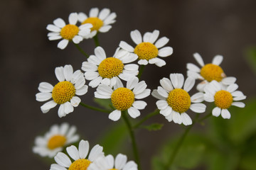 Fototapeta premium A beleza da natureza e seus detalhes