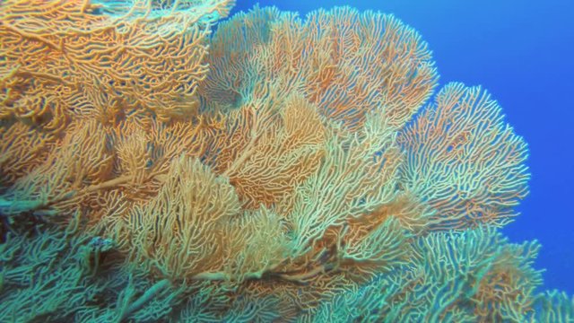 Slow motion - large Sea fan soft coral. Soft coral Giant Gorgonian or Sea fan - Subergorgia mollis 