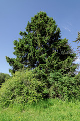 Luxurious spruce strewn with last year's empty cones and fresh delicate shoots at the ends of branches