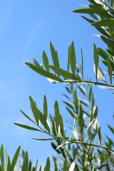 Olivenbaumzweige vor blauen Hintergrund