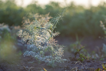 Dill in the garden in the garden, green spice covered with morning dew close up