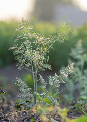 Dill in the garden in the garden, green spice covered with morning dew close up