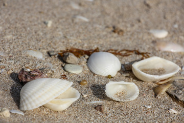 sea shells on the beach