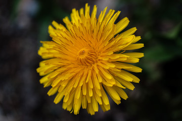 Macro shot of a yellow flower