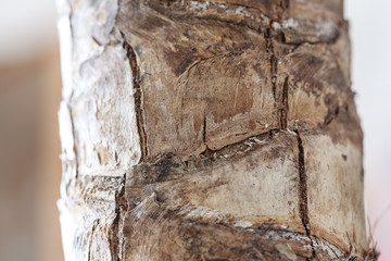 Bark of a palm in detail