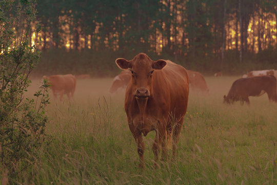 cow in a field
